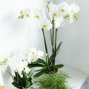 Kolibri Orchids - White Phalaenopsis Orchid - Dame Blanche - pot size 12cm - fresh from the grower