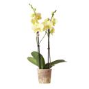 Kolibri Orchids - Yellow Phalaenopsis Orchid - Voltera -...