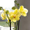 Kolibri Orchids - Gelbe Phalaenopsis Orchidee - Voltera - Topfgröße 12cm - frisch vom Züchter