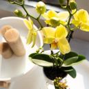 Kolibri Orchids - Gelbe Phalaenopsis Orchidee - Voltera - Topfgröße 12cm - frisch vom Züchter