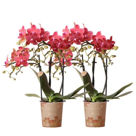 Kolibri Orchids - COMBI DEAL of 2 red Phalaenopsis Orchids - Congo - pot size 9cm - fresh from the grower