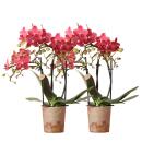 Kolibri Orchideen - COMBI DEAL von 2 roten Phalaenopsis Orchideen - Kongo - Topfgröße 9cm - frisch vom Züchter