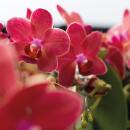 Kolibri Orchideen COMBI DEAL von 2 roten Phalaenopsis Orchideen Kongo Topfgröße 9cm frisch vom Züchter