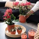 Kolibri Orchideen COMBI DEAL von 2 roten Phalaenopsis Orchideen Kongo Topfgröße 9cm frisch vom Züchter
