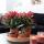 Kolibri Orchideen COMBI DEAL von 2 roten Phalaenopsis Orchideen Kongo Topfgröße 9cm frisch vom Züchter