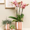 Kolibri Orchideen Orange-Rosa Phalaenopsis Orchidee Jewel Pirate Picotee Topfgröße 12cm frisch vom Züchter