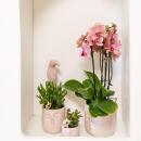 Kolibri Orchideen Orange-Rosa Phalaenopsis Orchidee Jewel Pirate Picotee Topfgröße 12cm frisch vom Züchter