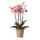 Kolibri Orchideen Orange-Rosa Phalaenopsis Orchidee Jewel Pirate Picotee Topfgröße 12cm frisch vom Züchter