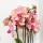 Kolibri Orchideen Orange-Rosa Phalaenopsis Orchidee Jewel Pirate Picotee Topfgröße 12cm frisch vom Züchter