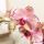 Kolibri Orchideen Orange-Rosa Phalaenopsis Orchidee Jewel Pirate Picotee Topfgröße 12cm frisch vom Züchter