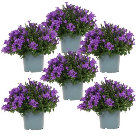 Campanula Addenda Glockenblume lila 12cm Topf 6 Pflanzen ausreichend für 1qm Bodendecker Ambella winterhart