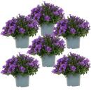 Campanula Addenda - bluebell purple - 12cm pot - 6 plants...