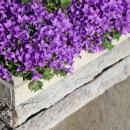 Campanula Addenda - bluebell purple - 12cm pot - 6 plants...