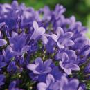 Campanula Addenda - bluebell purple - 12cm pot - 6 plants sufficient for 1qm - ground cover - Ambella - hardy