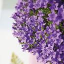 Campanula Addenda - Glockenblume lila - 12cm Topf - 6 Pflanzen ausreichend für 1qm - Bodendecker - Ambella - winterhart