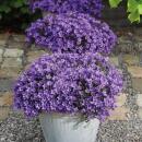 Campanula Addenda Glockenblume lila 12cm Topf 6 Pflanzen ausreichend für 1qm Bodendecker Ambella winterhart