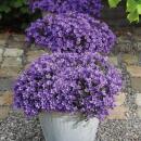 Campanula Addenda - bluebell purple - 12cm pot - 6 plants sufficient for 1qm - ground cover - Ambella - hardy