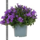 Campanula Addenda - bluebell purple - 12cm pot - 6 plants sufficient for 1qm - ground cover - Ambella - hardy