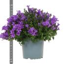 Campanula Addenda Glockenblume lila 12cm Topf 6 Pflanzen ausreichend für 1qm Bodendecker Ambella winterhart
