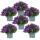 Campanula Addenda Glockenblume lila 12cm Topf 6 Pflanzen ausreichend für 1qm Bodendecker Ambella winterhart