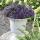 Campanula Addenda - Glockenblume lila - 12cm Topf - 6 Pflanzen ausreichend für 1qm - Bodendecker - Ambella - winterhart