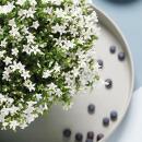 Campanula Addenda - bellflower white - 12cm pot - 6 plants sufficient for 1qm - ground cover - Ambella - hardy