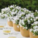 Campanula Addenda - bellflower white - 12cm pot - 6 plants sufficient for 1qm - ground cover - Ambella - hardy