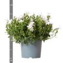 Campanula Addenda - bellflower white - 12cm pot - 6 plants sufficient for 1qm - ground cover - Ambella - hardy