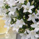 Campanula Addenda Ambella - Glockenblume weiß - Holzschale mit 2 Gartenpflanzen - 12cm Topf - mehrjährig - winterhart