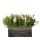 Campanula Addenda Ambella - Glockenblume weiß - Holzschale mit 2 Gartenpflanzen - 12cm Topf - mehrjährig - winterhart