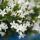 Campanula Addenda Ambella - bellflower white - wooden bowl with 2 garden plants - 12cm pot - perennial - hardy