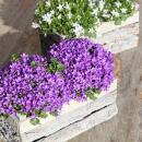 Campanula Addenda Ambella - Bellflower Intense Purple - Wooden Bowl with 2 Garden Plants - 12cm Pot - Perennial - Hardy