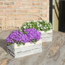 Campanula Addenda Ambella - Bellflower Intense Purple - Wooden Bowl with 2 Garden Plants - 12cm Pot - Perennial - Hardy