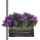 Campanula Addenda Ambella - Bellflower Intense Purple - Wooden Bowl with 2 Garden Plants - 12cm Pot - Perennial - Hardy