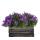 Campanula Addenda Ambella - Bellflower Intense Purple - Wooden Bowl with 2 Garden Plants - 12cm Pot - Perennial - Hardy