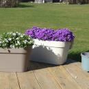 Campanula Addenda - bellflower violet - balcony box white with 3 Campanula in 12cm pot - incl. hanging system - hardy perennial