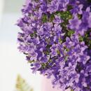 Campanula Addenda - bellflower violet - balcony box white with 3 Campanula in 12cm pot - incl. hanging system - hardy perennial