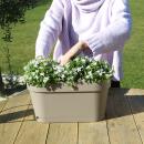 Campanula Addenda - bellflower violet - balcony box white with 3 Campanula in 12cm pot - incl. hanging system - hardy perennial