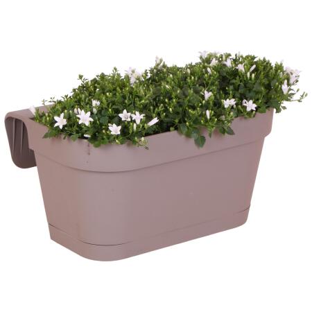 Campanula Addenda - bluebell white - balcony planter gray with 3 Campanula in 12cm pot - hardy perennial