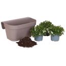 Campanula Addenda - bluebell white - balcony planter gray with 3 Campanula in 12cm pot - hardy perennial