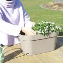 Campanula Addenda - bluebell white - balcony planter gray with 3 Campanula in 12cm pot - hardy perennial