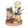 Kolibri Orchids - Green plant set featuring yellow phalaenopsis orchid in decorative vintage pots and hyacinth tray