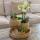 Kolibri Orchids - Green plant set featuring yellow phalaenopsis orchid in decorative vintage pots and hyacinth tray