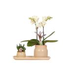 Orchids - Green plant set featuring yellow phalaenopsis...