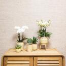 Orchids - Green plant set featuring yellow phalaenopsis orchid in decorative vintage pots and bamboo tray