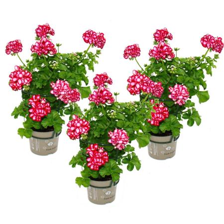 Geranien hängend - Pelargonium peltatum - 12cm Topf - Set mit 3 Pflanzen - zweifarbig rot-weiß