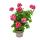 Geranien hängend - Pelargonium peltatum - 12cm Topf - Set mit 3 Pflanzen - zweifarbig rot-weiß