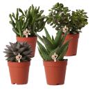 Kolibri Greens - Set of 4 succulents - green plants - pot...