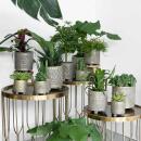 Kolibri Greens - Set of 4 succulents - green plants - pot size 9cm