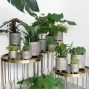 Kolibri Greens - Set mit 4 Sukkulenten - Grünpflanzen - Topfgröße 9cm